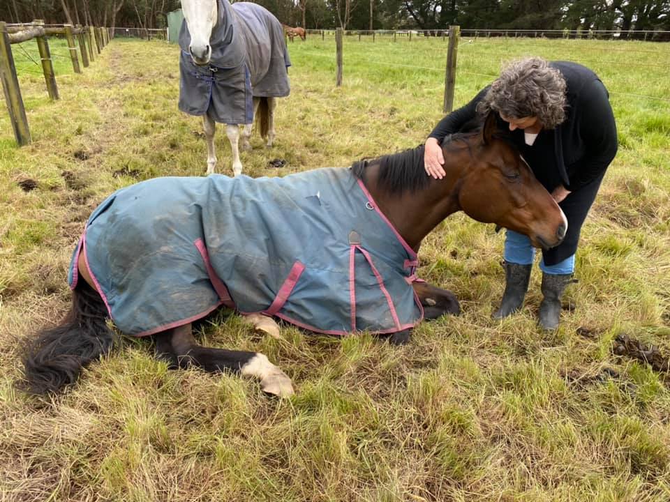 Woman petting horse while it sleeps