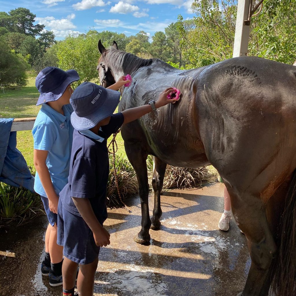 Boys cleaning horse