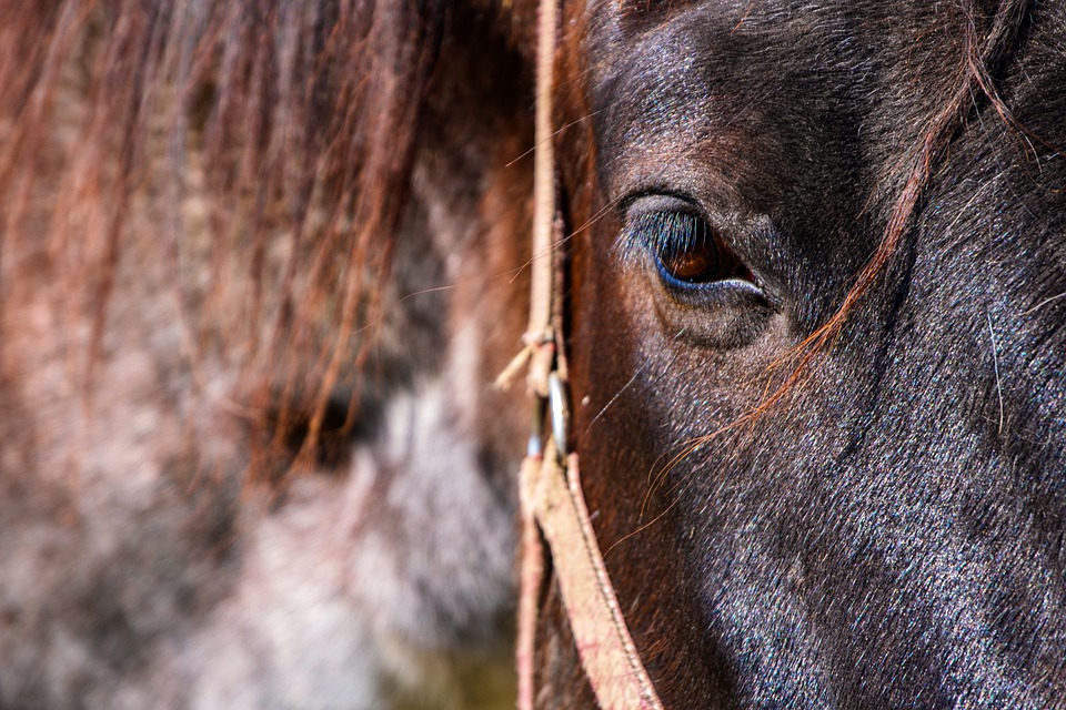 Close up of horse's eye